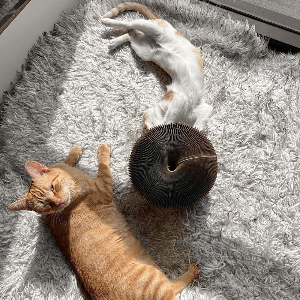 KITTINIS™️ - Schnurrwirbel®