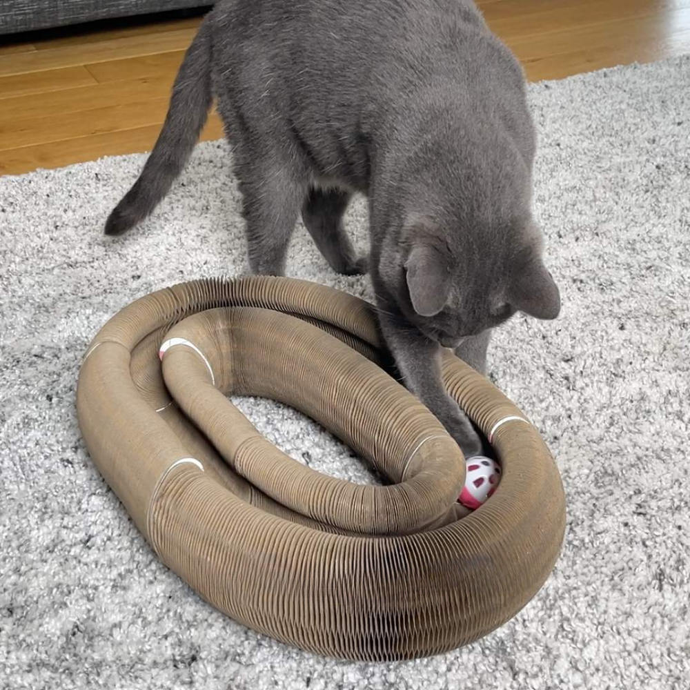 KITTINIS™️ - Schnurrwirbel®