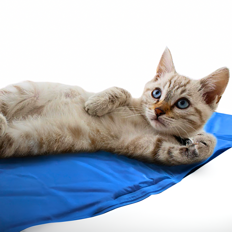 CatProtect® V.4 - Premium Kühlmatte für Katzen?