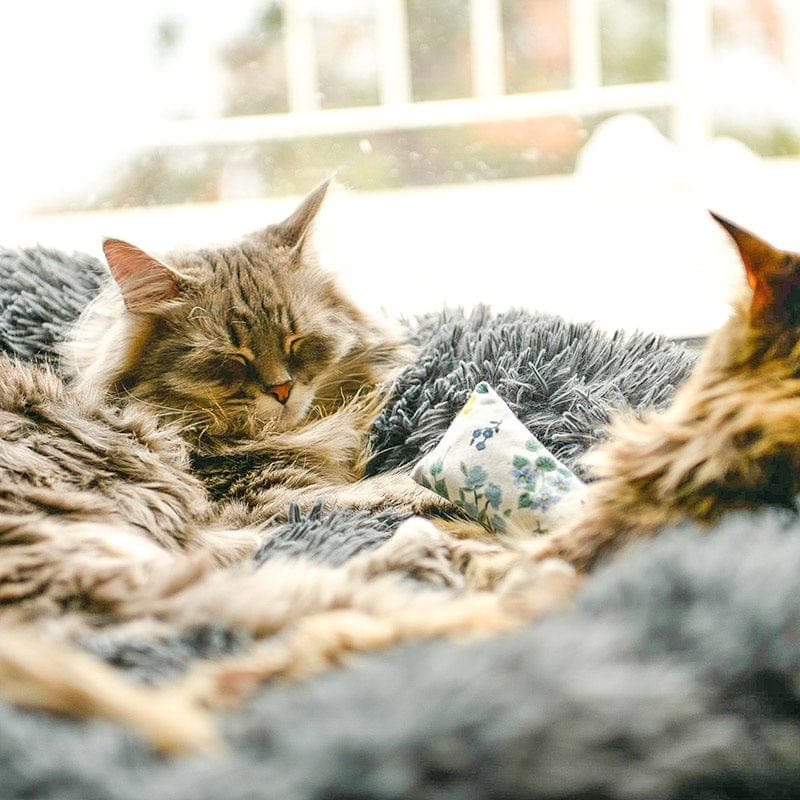 Kuscheliges Katzenbett 'Luftikuss'® - das Original