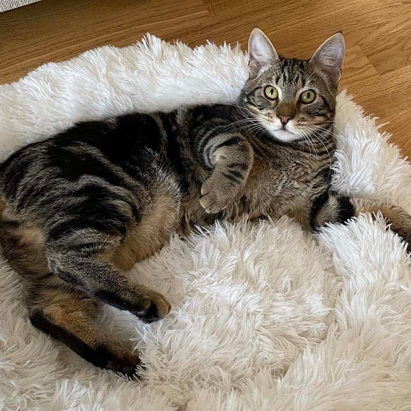 Kuscheliges Katzenbett 'Luftikuss'® - das Original