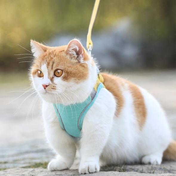 KITTINIS™️ CatGuard® - atmungsaktives Katzengeschirr + Leine "PRO"