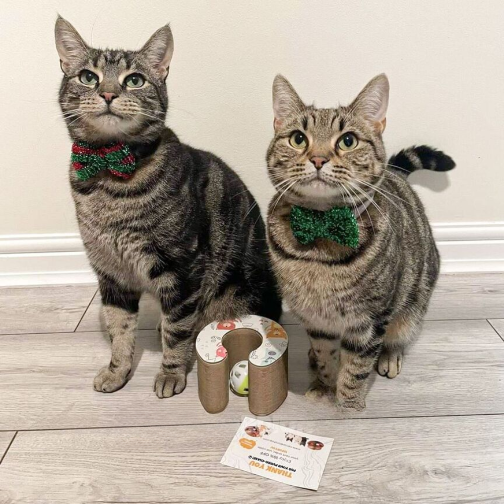 KITTINIS™️ - Schnurrwirbel®