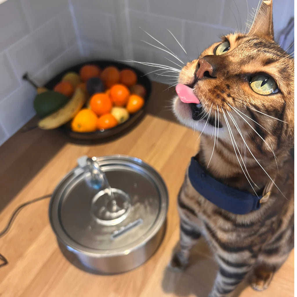 KITTINIS™️ - SilvaFlow® V.3. Premium Trinkbrunnen aus Edelstahl