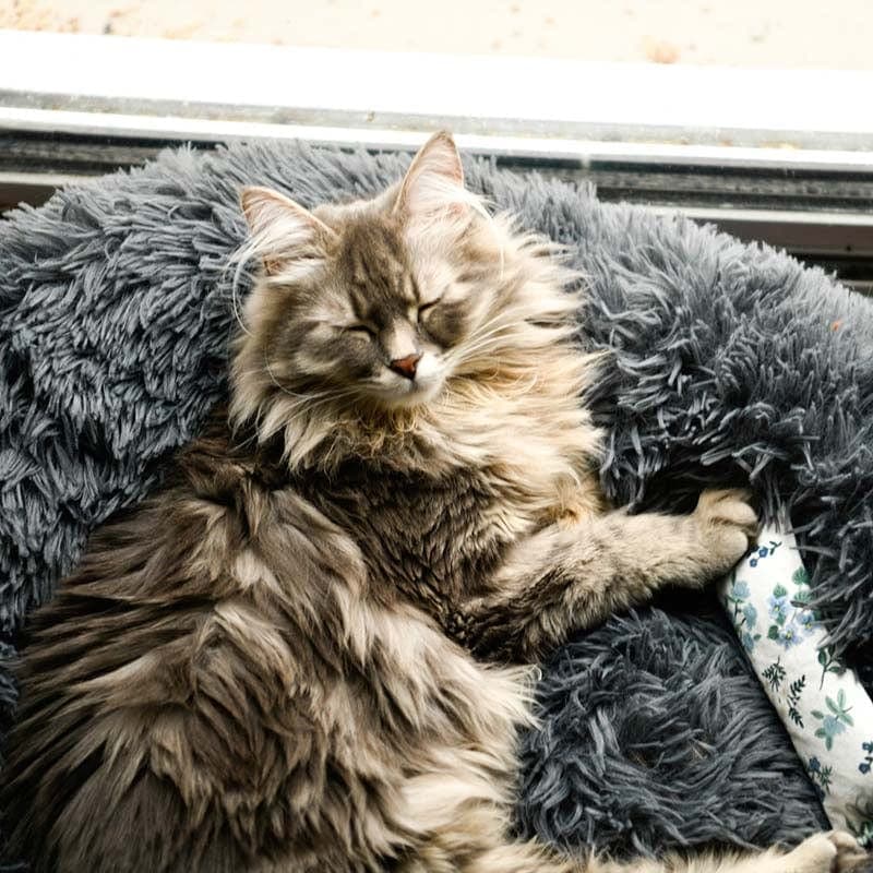 Kuscheliges Katzenbett 'Luftikuss'® - das Original